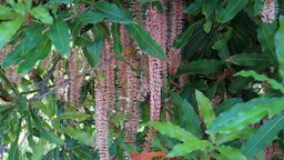 Macadamia tetraphylla 'Fenton' Macadamia Nut in flower. San Diego Botanic Garden