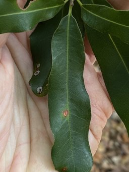 Macadamia Tree Macadamia integrifolia