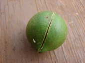 Green nut with shell barely cracked