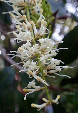 Macadamia integrifolia in Jardín de Aclimatación de la Orotava