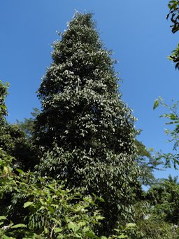 Garcinia madruno. Colombia.