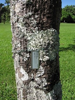 Garcinia madruno trunk