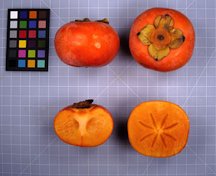 'Maekawa Jiro' Persimmon