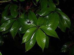 Syzygium malaccense (L.) Merr. & L.M. Perry