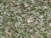 White flower duff on ground, Wailua, Maui, Hawaii