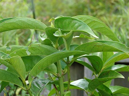 Leaves, Kula Ace Hardware and Nursery, Maui, Hawaii