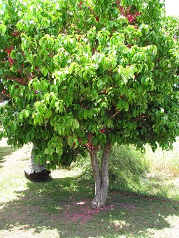 Flowering habit, Haiku, Maui, Hawaii