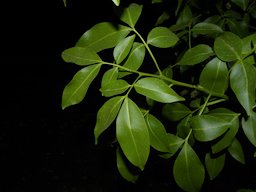 Spanish Lime, Melicoccus bijugatus Jacq.