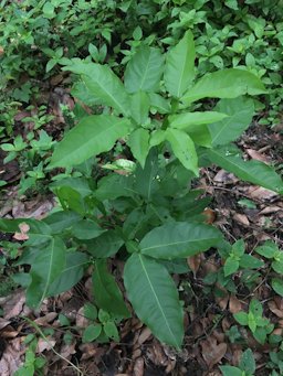 Genip Melicoccus bijugatus. Panama.