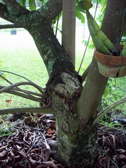 Mamey Sapote (Pouteria sapota) 'Pantin'