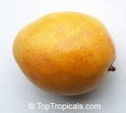 'Alphonso'