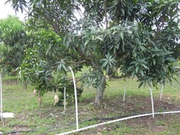 Cold protection system at Fairchild Tropical Botanic Garden