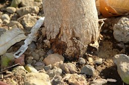 Over-irrigation of mango commonly results in basal stem rot in Hawaii. Move irrigation emitters progressively farther from stems over time.