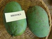 'Brooks'