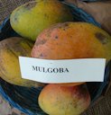 'Mulgoba'