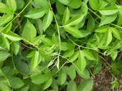 Leafy vine with tendrils