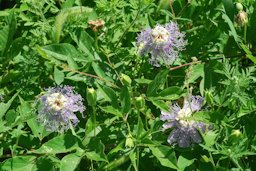 Passiflora incarnata L., Habit