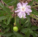 Flower and young fruit