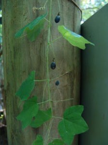 Passiflora lutea