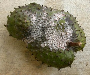 Mealybug infestation on soursop