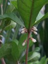 Synsepalum dulcificum, cultivated, Biological Sciences Greenhouse, Florida International University, Miami, Florida, USA