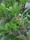 Synsepalum dulcificum, cultivated, Biological Sciences Greenhouse, Florida International University, Miami, Florida, USA