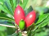 Fruit and flower at the bottom of image