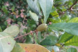 Unripe fruit