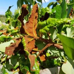 The erineum is a reddish-brown hairy mass that, in some instances, can cover the entire underside of the leaf, which may become distorted or curled.