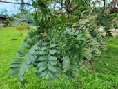 Red Mombin, Spondias purpurea, Guyane française