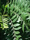 Spondias mombin (leaves), Maui, Enchanting Floral Gardens of Kula