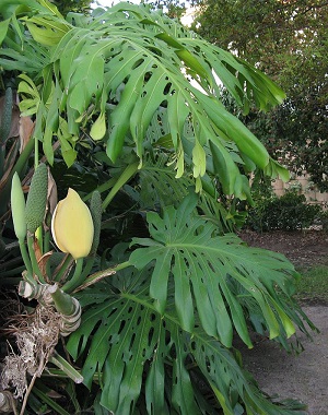 Note the dead cataphyll at the leaf petiole, plus the dead spathe around one spadix.