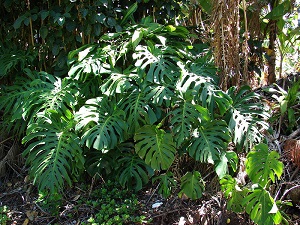 Monstera deliciosa (habit). Maui, makawao