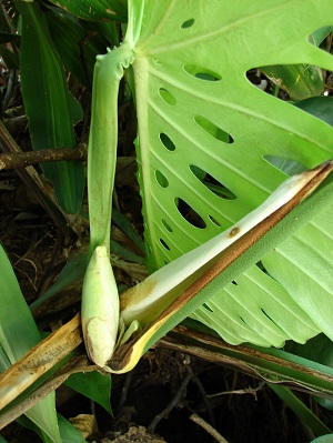 Monstera deliciosa (Swiss-cheese plant) Flower. Makawao, Maui, Hawaii.