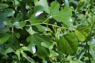 Morus alba L. showing orientation on twig