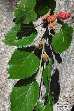 Morus alba, mulberry.