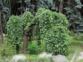 Morus alba 'Pendula' in Syretsky arboretum, Kiev, Ukraine