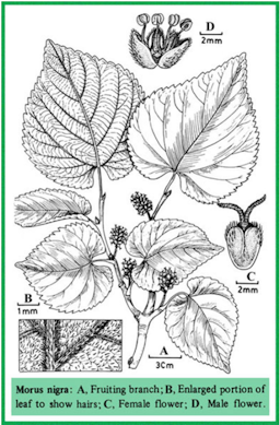 Taxon: Morus nigra