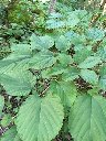 Red mulberry (Morus rubra)