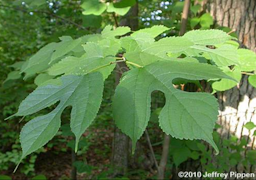 Red Mulberry (Morus rubra), Leaves of sprouts are often strongly lobed with one or two (or occasionally more) lobes.