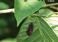 White mulberry