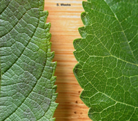 Typical leaf margins, red mulberry-L, white mulberry-R