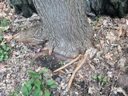 White mulberry