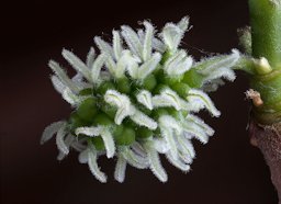 Female flowers of a monoecious variety of the Black Mulberry