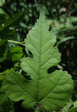 A mature (Morus rubra) leaf. The plant was found in Fort Custer Recreation Area, Augusta, Michigan.