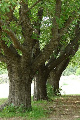 Fruitless mulberry tree (Morus alba).