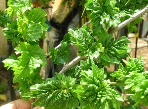 Ho’O Mulberry – Bizarre shaped Leaves! Fruits Too!