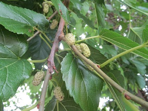 Ranger Ken’s Mulberry – Sweet White Mulberries!