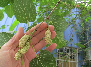 White Railroad Mulberry – Local