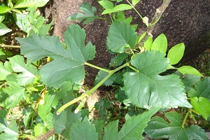 White mulberry leaves